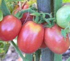 Plants de Tomate Pearly Pink Bio