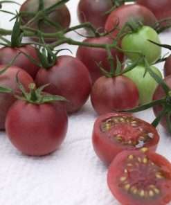 Plant de Tomate Black Cherry Bio