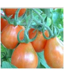 Plants de Tomate Cérise Poire Rouge Bio
