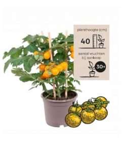 Plant de Tomates Cerise Jaune- Pick and Joy®