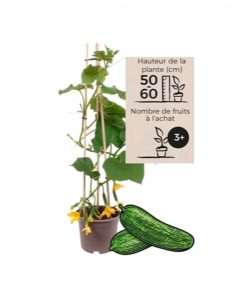 Plant de concombres – Pick and Joy®