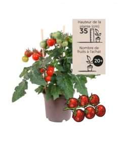 Plant Tomates Mini Sucrées – Pick and Joy®