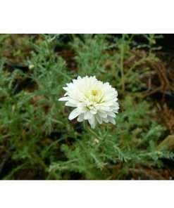 Plant – Camomille Romaine Bio