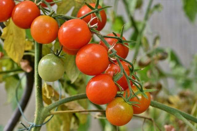 Lire la suite à propos de l’article Les tomates cerise trouvent idéalement leur place sur les balcons ou en intérieur